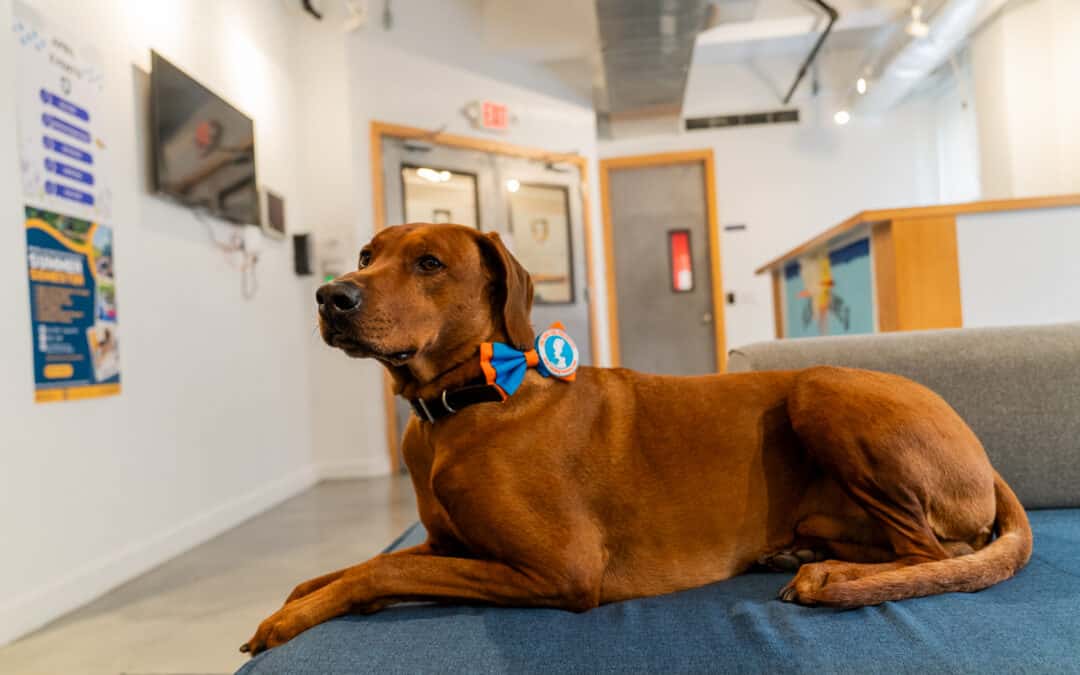 The Healing Power of Canine Therapy for Students